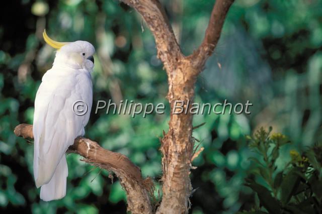 cacatua galerita.JPG - Cacatoès à huppe jauneCacatua galeritaSulfur Crested CockatooPsittacidésAustralie